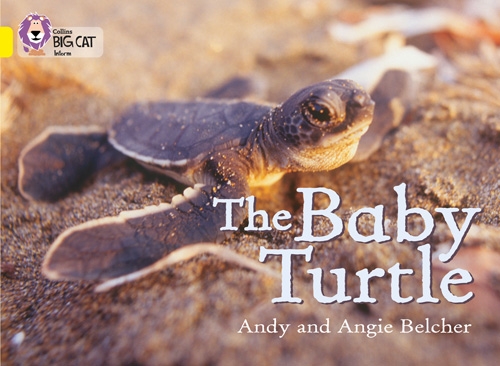 COLLINS BIG CAT THE BABY TURTLE