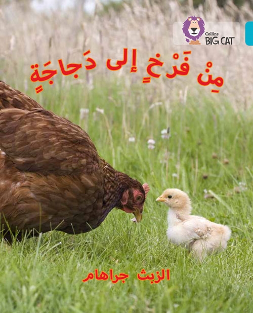 BIG CAT ARABIC CHICK TO HEN